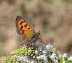 Lycaena phlaeas