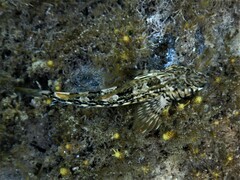 Lepidoblennius marmoratus