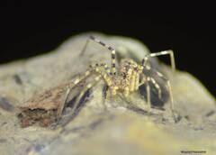 Hersiliola