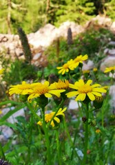 Senecio squalidus