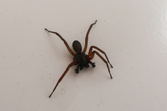 Corinninae