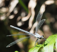 Austroargiolestes calcaris