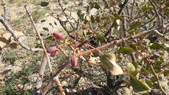 Pistacia vera