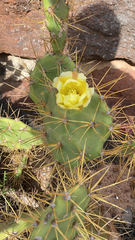 Opuntia stricta