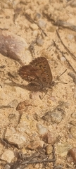 Aloeides pierus