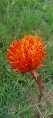 Haemanthus sanguineus