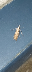 Orocrambus vittellus