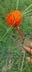 Haemanthus sanguineus
