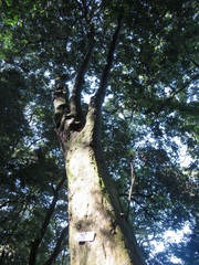 Philenoptera sutherlandii