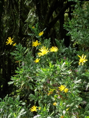 Euryops chrysanthemoides