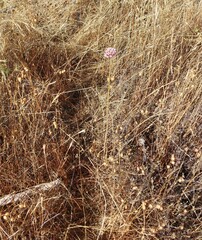 Allium dregeanum