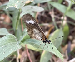 Acraea lycoa
