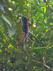 Nephila kuhli