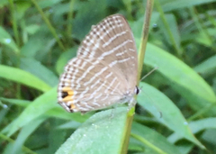 Jamides celeno aelianus