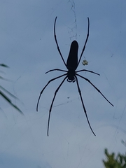 Nephila kuhli