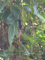 Nephila kuhli