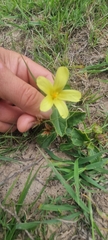 Hibiscus aethiopicus