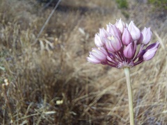 Allium dregeanum