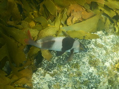 Pseudogoniistius nigripes