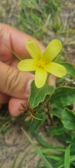 Hibiscus aethiopicus