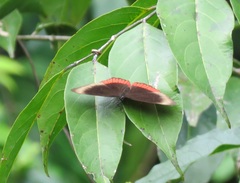 Biblis hyperia