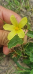 Hibiscus aethiopicus
