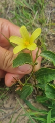 Hibiscus aethiopicus