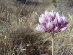 Allium dregeanum