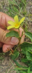 Hibiscus aethiopicus