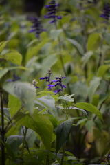 Salvia concolor