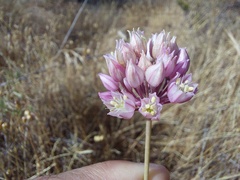 Allium dregeanum