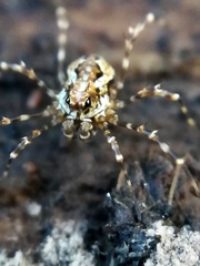 Megabunus diadema