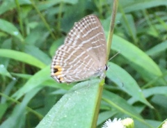 Jamides celeno aelianus