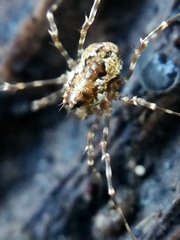 Megabunus diadema