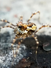 Megabunus diadema