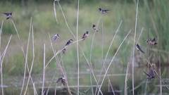 Hirundo rustica rustica