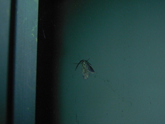 Pollanisus lithopastus