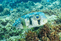 Dicotylichthys punctulatus