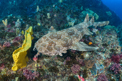 Orectolobus maculatus