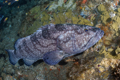 Epinephelus daemelii