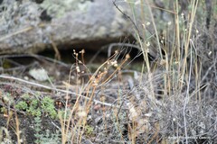 Sedum album