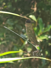 Vestalis apicalis
