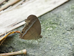 Mycalesis orseis