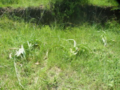 Crinum buphanoides