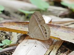 Mycalesis orseis