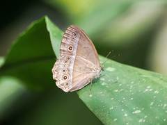 Mycalesis orseis