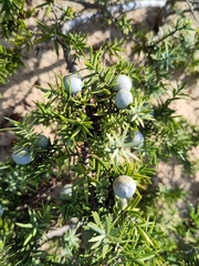 Juniperus macrocarpa