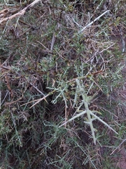 Cyclolepis genistoides