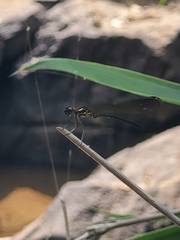 Heliocypha bisignata