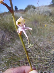Disa multifida